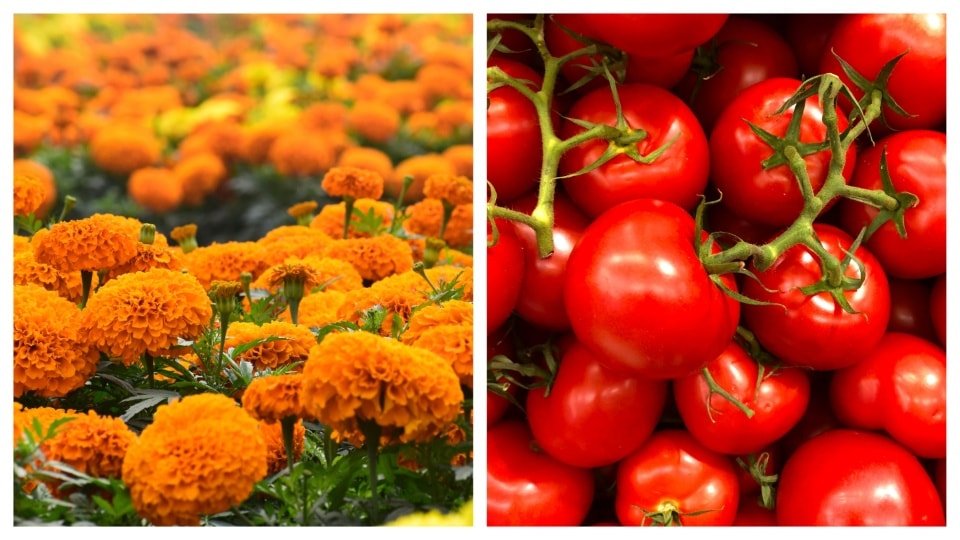 Add a sprinkle of vibrant colour with the marigold and tomato combo. 