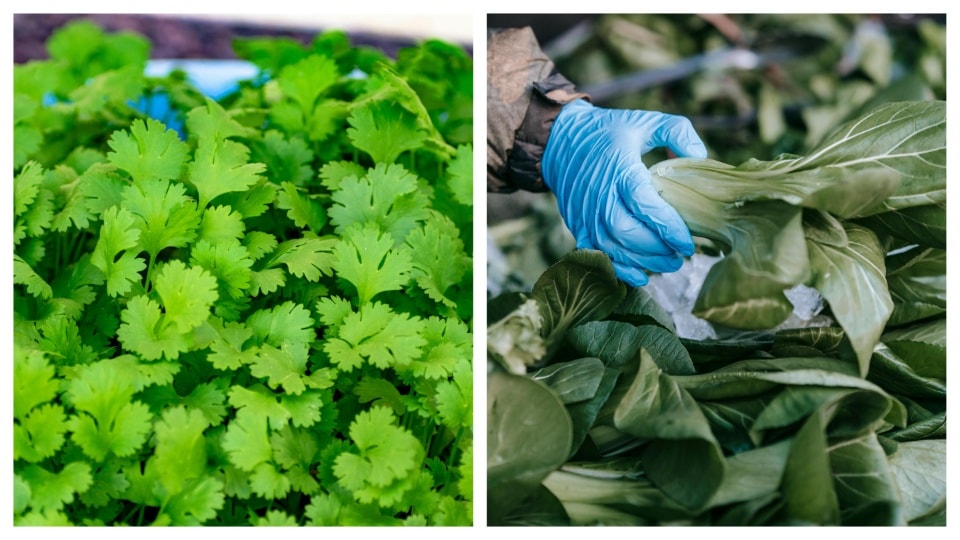 The essential greens your garden and meals need. 