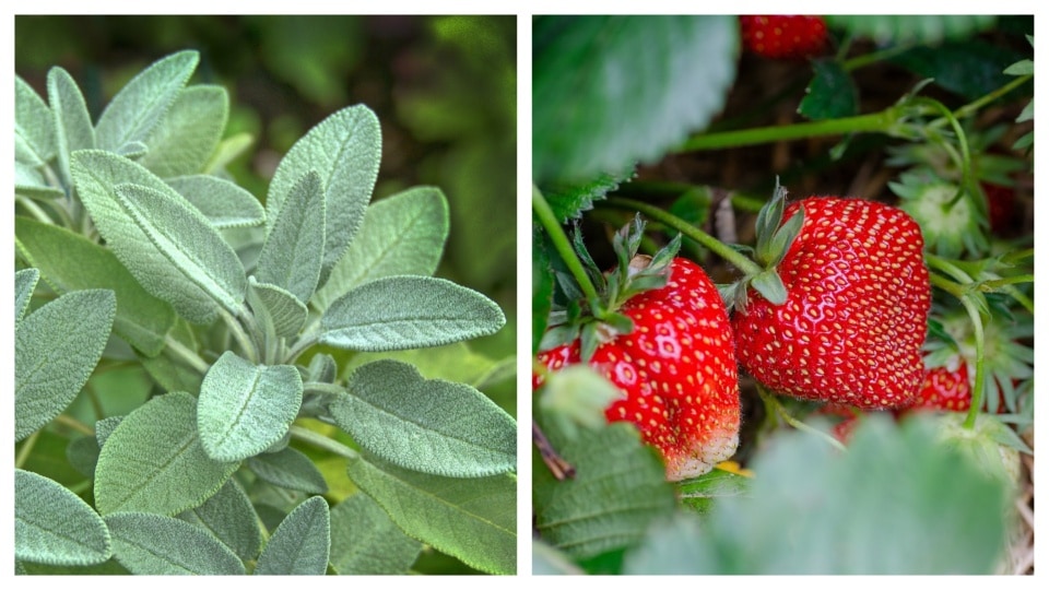 Sage hides strawberry's scent.