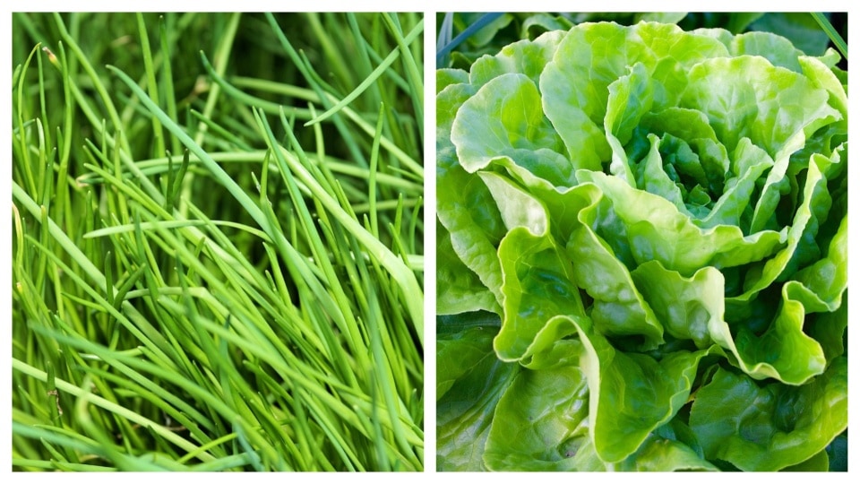 Chive helps you utilise the space in your lettuce's pot effectively. 