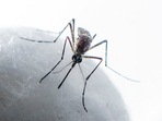 The most common symptoms of Dengue are high fever, body rashes, vomiting, headache, muscle and joint pain.