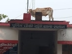 UP: Bull standing on the roof of a police outpost in Rae Bareli. (X/@Chupachehra1989) UP: Bull standing on the roof of a police outpost in Rae Bareli. (X/@Chupachehra1989)