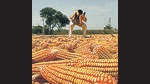 Maize (HT File) Maize (HT File)