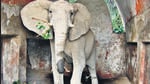 Shankar at the Delhi zoo. Shankar arrived at Delhi Zoo as a calf along with his female companion Bombai. Both were gifted to Delhi Zoo by the Robert Mugabe-led Zimbabwe government . (HT Photo) Shankar at the Delhi zoo. Shankar arrived at Delhi Zoo as a calf along with his female companion Bombai. Both were gifted to Delhi Zoo by the Robert Mugabe-led Zimbabwe government . (HT Photo)