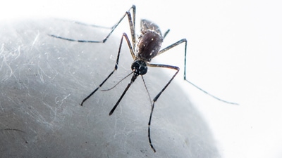 The most common symptoms of Dengue are high fever, body rashes, vomiting, headache, muscle and joint pain. (HT Photo)