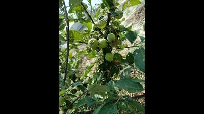Krishi Vigyan Kendra successfully cultivated Himachal apple in Belipar (HT Photo)