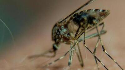 The Zika virus is transmitted through the bite of an infected Aedes mosquito, known to transmit infections like dengue and chikungunya. (REPRESENTATIVE PHOTO) The Zika virus is transmitted through the bite of an infected Aedes mosquito, known to transmit infections like dengue and chikungunya. (REPRESENTATIVE PHOTO)