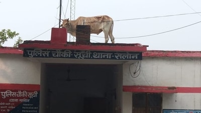 UP: Bull standing on the roof of a police outpost in Rae Bareli. (X/@Chupachehra1989) UP: Bull standing on the roof of a police outpost in Rae Bareli. (X/@Chupachehra1989)