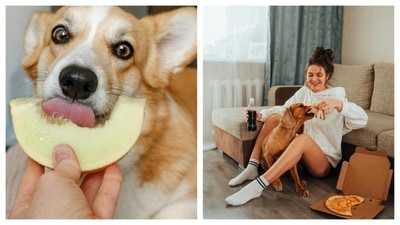 "Dogs and humans have different digestive systems, making some human foods intolerable for dogs and even fatal to them. (Pexels) "Dogs and humans have different digestive systems, making some human foods intolerable for dogs and even fatal to them. (Pexels)