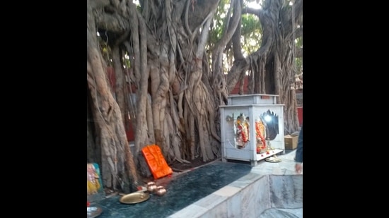Akshayvat tree on the banks of the Yamuna in Prayagraj (HT File Photo)