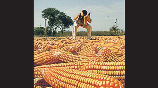 Maize (HT File)