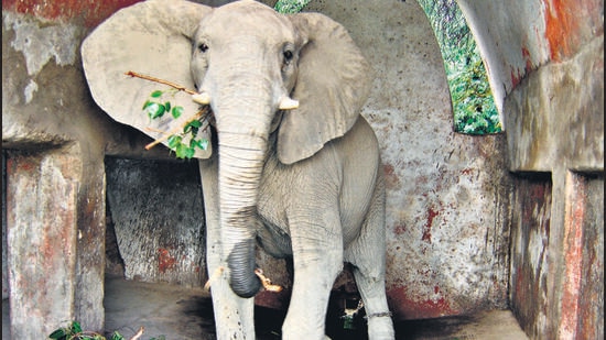 Shankar at the Delhi zoo. Shankar arrived at Delhi Zoo as a calf along with his female companion Bombai. Both were gifted to Delhi Zoo by the Robert Mugabe-led Zimbabwe government . (HT Photo)