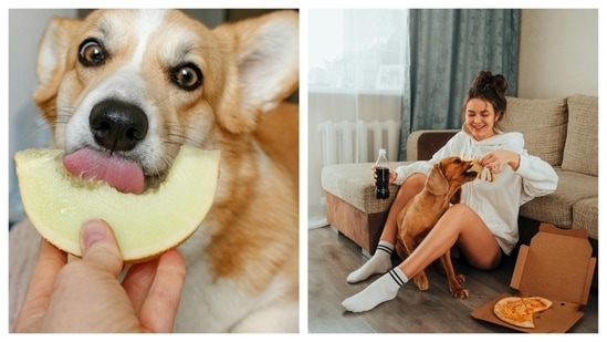 https://www.mobilemasala.com/health-wellness/Best-human-foods-that-are-dog-friendly-Share-these-guilt-free-foods-with-your-canine-friend-i279965