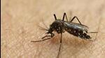 Zika virus is primarily transmitted through the bite of an infected Aedes mosquito and Aedes Albopictus, known to transmit infections like dengue and chikungunya. (REPRESENTATIVE PHOTO) Zika virus is primarily transmitted through the bite of an infected Aedes mosquito and Aedes Albopictus, known to transmit infections like dengue and chikungunya. (REPRESENTATIVE PHOTO)