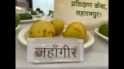 Mango varieties on display at the three-day festival in Lucknow (HT Photo) Mango varieties on display at the three-day festival in Lucknow (HT Photo)