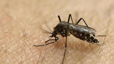 Zika virus is primarily transmitted through the bite of an infected Aedes mosquito and Aedes Albopictus, known to transmit infections like dengue and chikungunya. (REPRESENTATIVE PHOTO) Zika virus is primarily transmitted through the bite of an infected Aedes mosquito and Aedes Albopictus, known to transmit infections like dengue and chikungunya. (REPRESENTATIVE PHOTO)