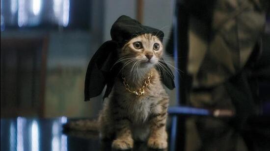 It took a cast of seven kittens to film Keanu. It took a cast of seven kittens to film Keanu.