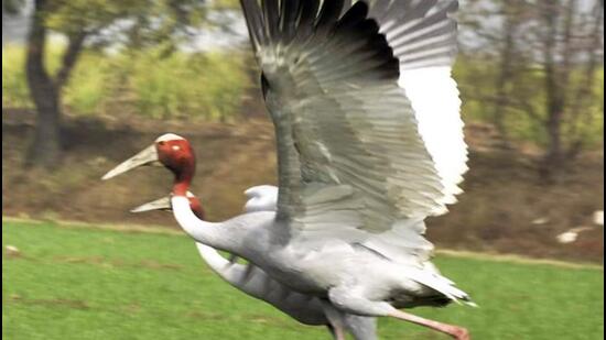 In Ghaziabad, the forest department over the years has reported sighting of a pair of sarus crane in agricultural fields near Rawli-Surana Road in Muradnagar. However, the pair was not sighted during the recently concluded survey. (Sakib Ali/HT Photo)