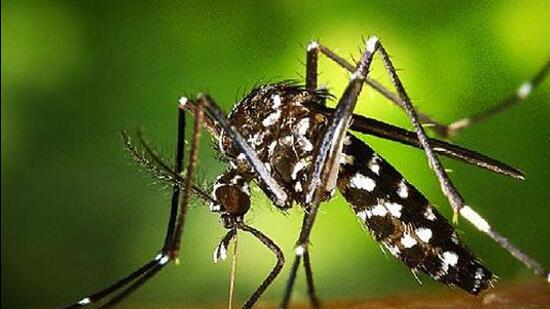 Pune rural on Wednesday reported its first case of Zika virus infection in a 65-year-old man from Saswad, who has a travel history to Miraj, Sangli and Pune city. However, the fresh case reported in Bhugaon on Friday has raised concerns, said an official. (REPRESENTATIVE PHOTO)