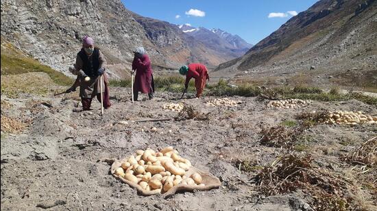 Women farmers harvesting potato crop from their fields at Sissu in Lahaul and Spiti. (HT )