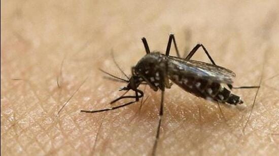 Zika virus is primarily transmitted through the bite of an infected Aedes mosquito and Aedes Albopictus, known to transmit infections like dengue and chikungunya. (REPRESENTATIVE PHOTO)