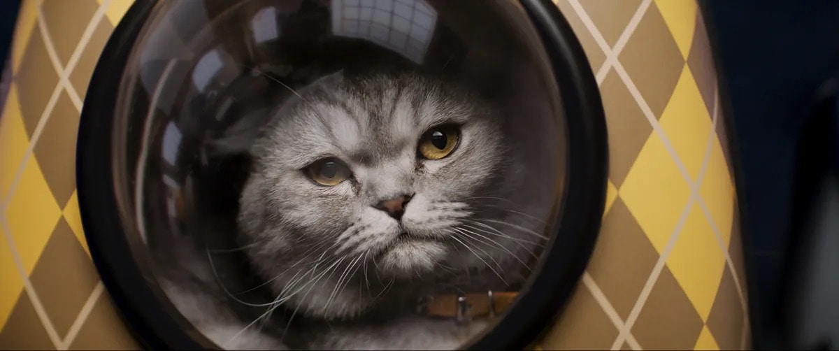 Alfie in Argylle was played by director Matthew Vaughn’s daughter’s pet cat Chip, and had to have his performance enhanced by CGI. Alfie in Argylle was played by director Matthew Vaughn’s daughter’s pet cat Chip, and had to have his performance enhanced by CGI.