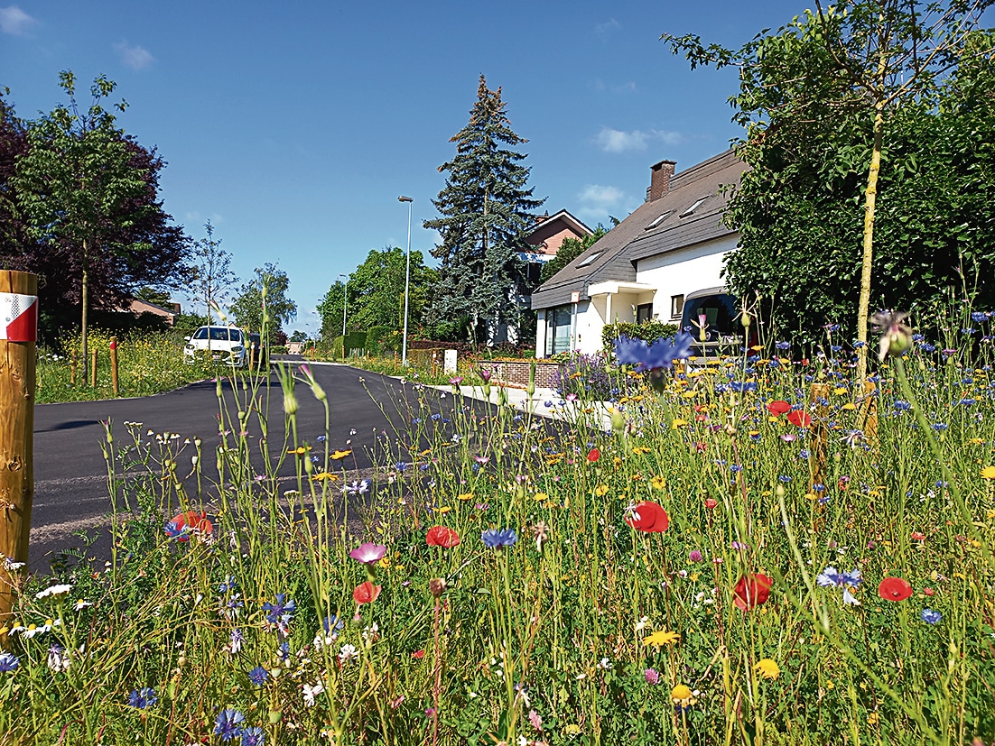 The transformed neighbourhood is now home to more green patches, with streets narrowed where possible. (Photos courtesy Life-PACT / City of Leuven) The transformed neighbourhood is now home to more green patches, with streets narrowed where possible. (Photos courtesy Life-PACT / City of Leuven)