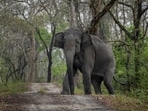 Forest Guard Madanna, a dedicated member of the department for over 15 years, was known for his expertise in tracking and managing wild elephants. (AP File Photo)