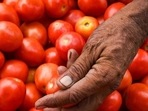Tomatoes rates have shot up by 100% at Chandigarh’s apni mandis, going from <span class='webrupee'>₹</span>30 per kg on June 21 to <span class='webrupee'>₹</span>60 per kg on July 3 (HT Photos) Tomatoes rates have shot up by 100% at Chandigarh’s apni mandis, going from <span class='webrupee'>₹</span>30 per kg on June 21 to <span class='webrupee'>₹</span>60 per kg on July 3 (HT Photos)