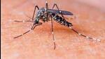 Dengue is a mosquito-borne viral infection transmitted through Aedes mosquitoes. It causes flu-like symptoms, including high fever, severe headaches, joint and muscle pain, skin rash, and bleeding. (REPRESENTATIVE PHOTO) Dengue is a mosquito-borne viral infection transmitted through Aedes mosquitoes. It causes flu-like symptoms, including high fever, severe headaches, joint and muscle pain, skin rash, and bleeding. (REPRESENTATIVE PHOTO)