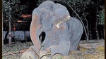 The ‘crying’ Raju with dark secretions running down from his eye upon rescue in 2014. (Wildlife SOS) The ‘crying’ Raju with dark secretions running down from his eye upon rescue in 2014. (Wildlife SOS)