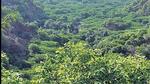 The Kezoltsa forest, also called Koziirii and Kazing in different Naga tribal dialects, stretches across the border of the two neighbouring states. (Representational image) The Kezoltsa forest, also called Koziirii and Kazing in different Naga tribal dialects, stretches across the border of the two neighbouring states. (Representational image)