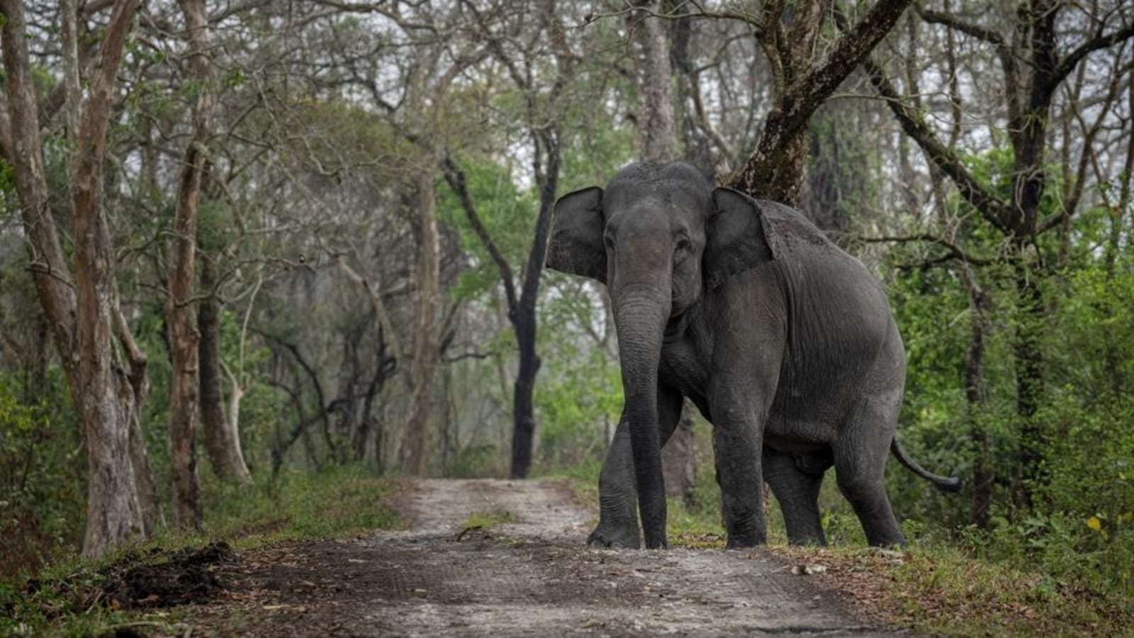 Wild elephant kills forest guard at Bengaluru's Bannerghatta national park: Report