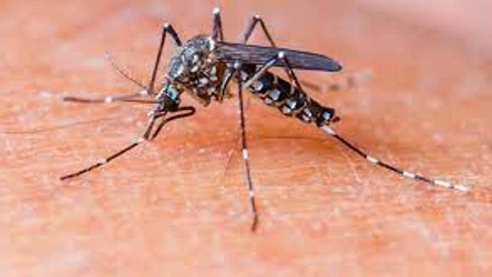 10 cases of dengue, chikungunya reported in a week in Pune