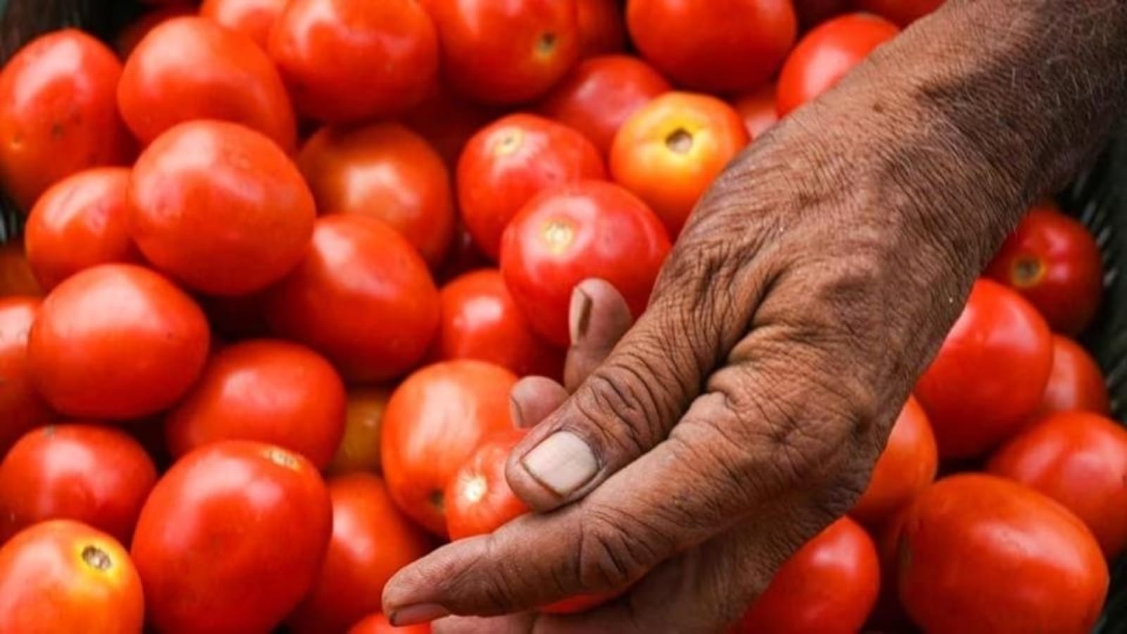 Tomato prices may ease in coming weeks due to supplies from Andhra and Karnataka