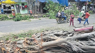 A banyan tree fell in Parel on July 2, killing 57-year-old Varsha Mestri. (Anshuman Poyrekar/HT Photo) A banyan tree fell in Parel on July 2, killing 57-year-old Varsha Mestri. (Anshuman Poyrekar/HT Photo)