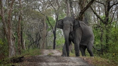Forest Guard Madanna, a dedicated member of the department for over 15 years, was known for his expertise in tracking and managing wild elephants. (AP File Photo) Forest Guard Madanna, a dedicated member of the department for over 15 years, was known for his expertise in tracking and managing wild elephants. (AP File Photo)