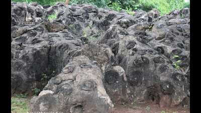 Recently, the department of tourism has initiated efforts to include Salkhan Fossils Park in UNESCO’s World Heritage Sites by 2026. (HT Photo)