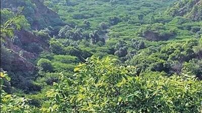 The Kezoltsa forest, also called Koziirii and Kazing in different Naga tribal dialects, stretches across the border of the two neighbouring states. (Representational image) The Kezoltsa forest, also called Koziirii and Kazing in different Naga tribal dialects, stretches across the border of the two neighbouring states. (Representational image)