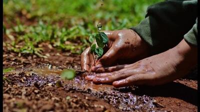 The chamber of industrial and commercial undertakings (CICU) hosted a plantation drive at its focal point complex, emphasizing the importance of environmental sustainability and green initiatives. (HT File)