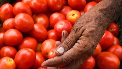 Tomatoes rates have shot up by 100% at Chandigarh’s apni mandis, going from ₹30 per kg on June 21 to ₹60 per kg on July 3 (HT Photos) Tomatoes rates have shot up by 100% at Chandigarh’s apni mandis, going from ₹30 per kg on June 21 to ₹60 per kg on July 3 (HT Photos)
