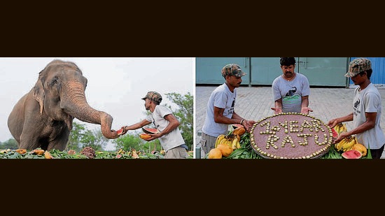 Raju gobbling water melons; and (right) the special cake of grain, ragi flour, brown rice and millets made to celebrate a decade of his freedom. (Wildlife SOS) Raju gobbling water melons; and (right) the special cake of grain, ragi flour, brown rice and millets made to celebrate a decade of his freedom. (Wildlife SOS)