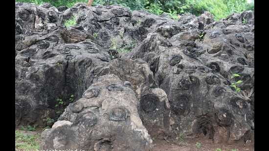 Recently, the department of tourism has initiated efforts to include Salkhan Fossils Park in UNESCO’s World Heritage Sites by 2026. (HT Photo)