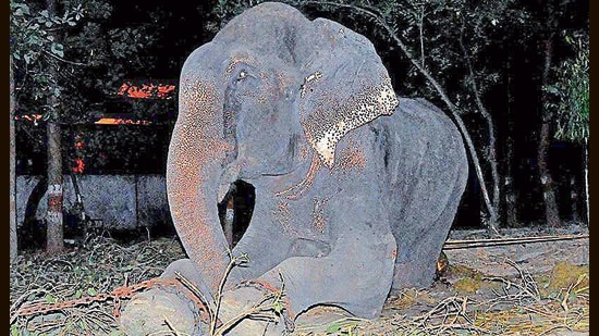 The ‘crying’ Raju with dark secretions running down from his eye upon rescue in 2014. (Wildlife SOS)