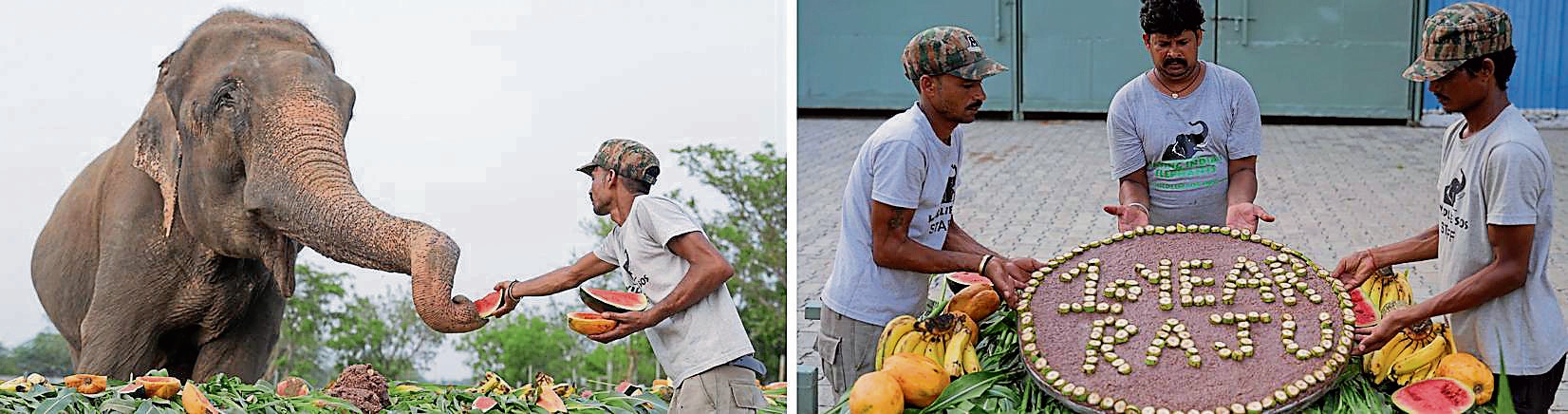 Raju gobbling water melons; and (right) the special cake of grain, ragi flour, brown rice and millets made to celebrate a decade of his freedom. (Wildlife SOS) Raju gobbling water melons; and (right) the special cake of grain, ragi flour, brown rice and millets made to celebrate a decade of his freedom. (Wildlife SOS)