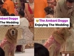 Anant Ambani, Radhika Merchant wedding: Happy, the golden retriever, made a brief heartwarming appearance on the mandap. Anant Ambani, Radhika Merchant wedding: Happy, the golden retriever, made a brief heartwarming appearance on the mandap.
