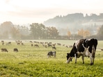 Compressed biogas (CBG), which can be produced from the manure can also help the government meet its cleaner energy targets before 2030. (Shutterstock)