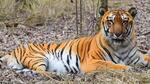 According to the locals, a tiger suddenly came out and attacked one farmer working in a paddy field on Sunday morning. (Representational image) According to the locals, a tiger suddenly came out and attacked one farmer working in a paddy field on Sunday morning. (Representational image)