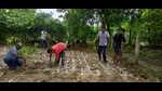 Saplings being planted using Miyawaki method along the Ganga banks. (HT Photo) Saplings being planted using Miyawaki method along the Ganga banks. (HT Photo)