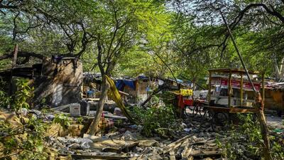 A second forest official said that the plan is to look at a method that will alert the authorities immediately when a tree is felled. (HT Photo)